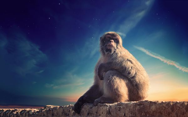 GIGIB Gibraltar gray monkey sitting on concrete surface under blue sky aaron baw.jpg
